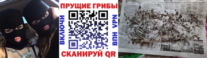 Галлюциногенные грибы Cubensis  как найти закладки  сайты даркнета официальный сайт  Ливны 